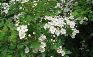 Crataegus monogyna (3) (1200 x 737)